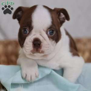 Blossom, Boston Terrier Puppy